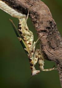  Samica Creobroter pictipennis składająca kokon
Foto: Igor Siwanowicz
