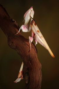  Hymenopus coronatus nieśmiałe zaloty
Foto: Igor Siwanowicz