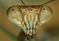 Plistospilota guineensis