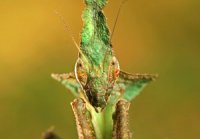 Phyllocrania paradoxa - modliszka liściogłowa