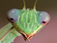 Sphodromantis gastrica - modliszka gwinejska