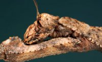 Popa spurca crassa - Modliszka patyczakowata
