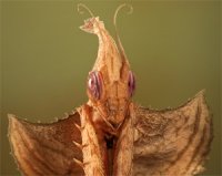 Idolomantis diabolica - modliszka diabelska