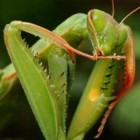 Mantis religiosa - modliszka zwyczajna