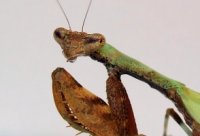 Acromantis formosana Acromantis formosana
