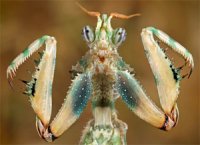 Blepharopsis mendica Blepharopsis mendica