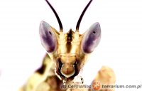 Creobroter elongatus Creobroter elongatus