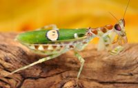 Creobroter gemmatus Creobroter gemmatus