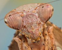 Deroplatys lobata Deroplatys lobata