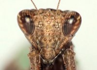 Ephestiasula pictipes Ephestiasula pictipes