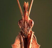 Gongylus gongylodes Gongylus gongylodes