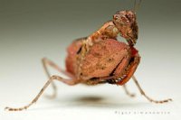 Hestiasula brunneriana Hestiasula brunneriana