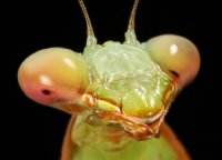 Hierodula membranacea Hierodula membranacea