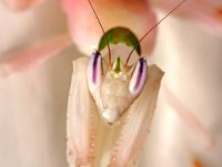 Hymenopus coronatus - modliszka storczykowa Hymenopus coronatus - modliszka storczykowa