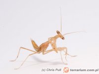 Miomantis paykullii Miomantis paykullii