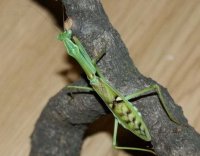 Omomantis zebrata Omomantis zebrata