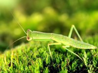 Orthodera novaezealandiae Orthodera novaezealandiae