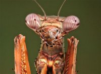 Parasphendale agrionina Parasphendale agrionina