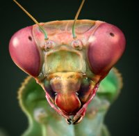 Pnigomantis medioconstricta Pnigomantis medioconstricta