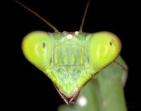 Prohierodula picta Prohierodula picta