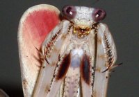 Pseudempusa pinnapavonis Pseudempusa pinnapavonis