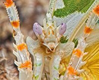 Pseudocreobotra wahlbergii Pseudocreobotra wahlbergii