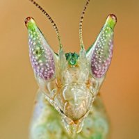 Pseudoharpax virescens Pseudoharpax virescens