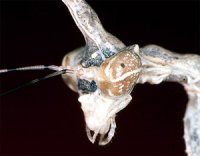 Sibylla pretiosa Sibylla pretiosa