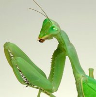 Sphodromantis baccettii Sphodromantis baccettii