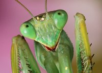 Sphodromantis viridis Sphodromantis viridis