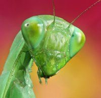 Tisma pauliani Tisma pauliani