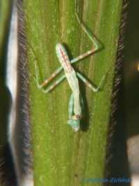 Miomantis binotata 