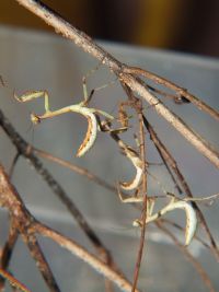  Oxyopsis gracillis w hodowli grupowej
Foto: Damian Zieliński
