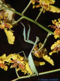 Oxyopsis gracillis 