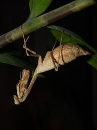 Stagmomantis limbata 