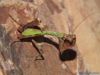  Acromantis formosana Foto. Damian Zieliński