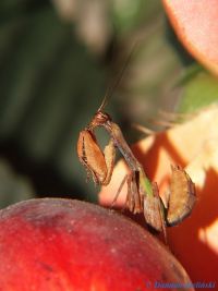  Acromantis formosana Foto. Damian Zieliński