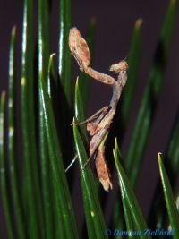  Acromantis formosana Foto. Damian Zieliński