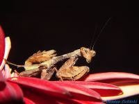  Acromantis formosana Foto. Damian Zieliński