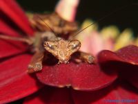  Acromantis formosana Foto. Damian Zieliński