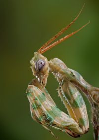  Samiec Blepharopsis mendica 
Foto: Igor Siwanowicz