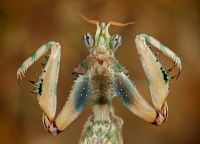  Blepharopsis mendica w pozie odstraszającej
Foto: Igor Siwanowicz