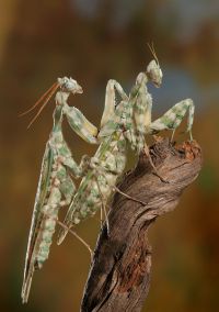  Para Blepharopsis mendica przed kopulacją
Foto: Igor Siwanowicz