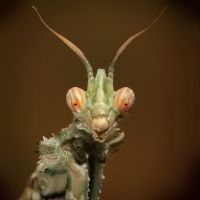  Blepharopsis mendica portret
Foto: Igor Siwanowicz