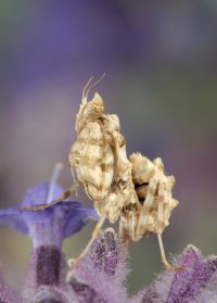  Blepharopsis mendica larwa L3
Foto: Igor Siwanowicz