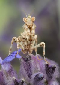  Blepharopsis mendica larwa l3
Foto: Igor Siwanowicz