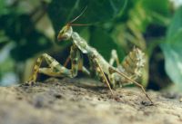  Samiec Blepharopsis mendica subimago
Foto: Jakub Urbanski