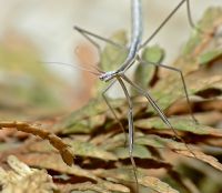 Brunneria borealis 