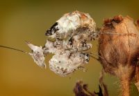  Samica Ceratomantis saussurii subimago
Foto: Igor Siwanowicz