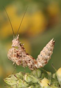  Samiec Ceratomantis saussurii subimago
Foto: Igor Siwanowicz